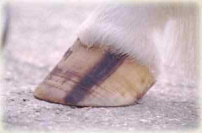 Fig 6: A normal striped hoof