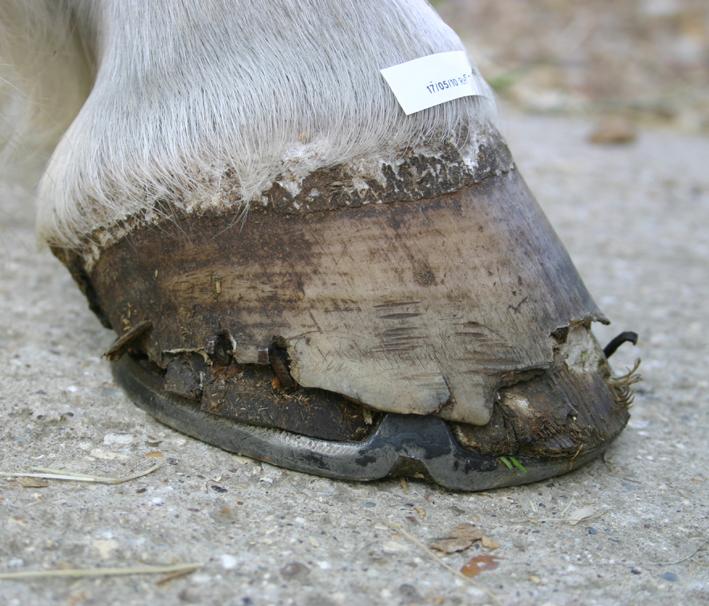 hoof separation connemara pony syndrome disease hwsd broken ponies liam ryan tom hwss hooves research