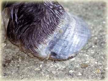 Dissipating foot (side)