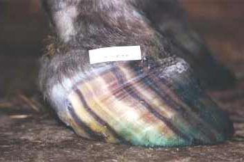 Fig 18: Disruption ridge. Stripes in the hoof wall deflected forward lifted dorsal wall