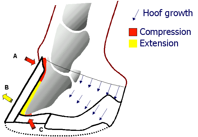 The dorsal wall lifting theory of equine laminitis