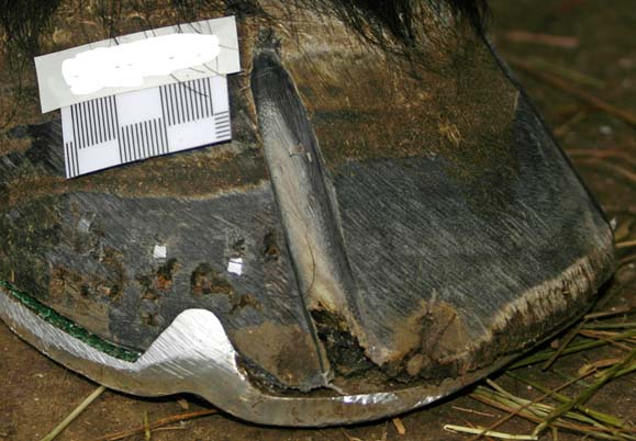 An example of a grooved hoof with a calibration maker