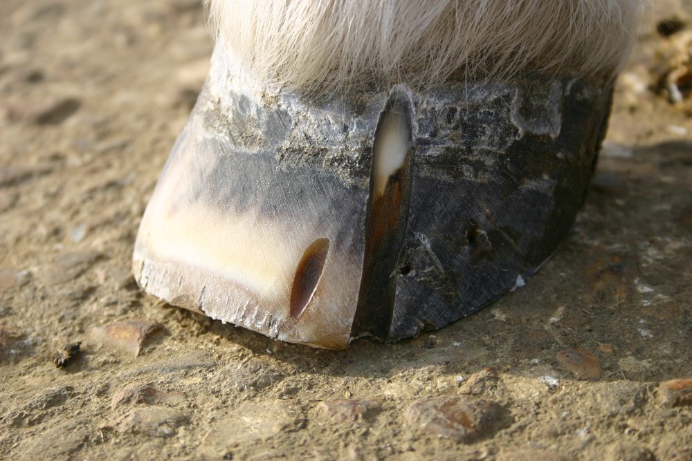 Fig.4 - The groove has been extended upwards, while a previous groove has almost grown out of the hoof.